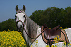 Andalusian horse portrait