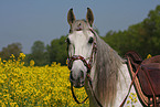 Andalusian horse portrait