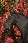 Andalusian horse portrait