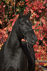 Andalusian horse portrait