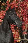 Andalusian horse portrait