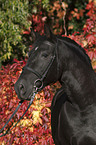 Andalusian horse portrait