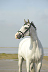 Andalusian horse portrait