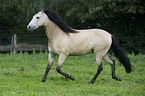 trotting Andalusian horse