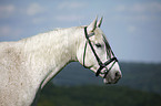 Andalusian horse portrait