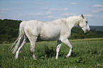 Andalusian horse