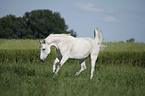 galloping Andalusian horse