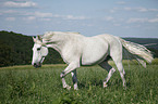 Andalusian horse