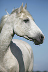 Andalusian horse portrait