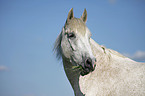 Andalusian horse portrait