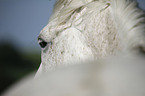 Andalusian horse eye