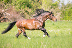 galloping Andalusian horse