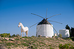 Andalusian horse