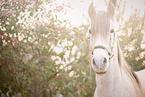 Andalusian horse portrait