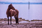 Andalusian Horse