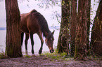 Andalusian Horse