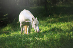 Andalusian horse