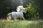 galloping Andalusian horse