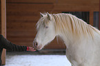 Andalusian Horse Portrait