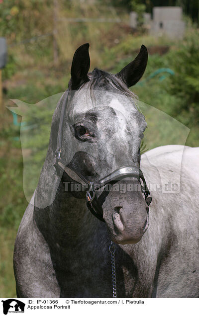 Appaloosa Portrait / Appaloosa Portrait / IP-01366