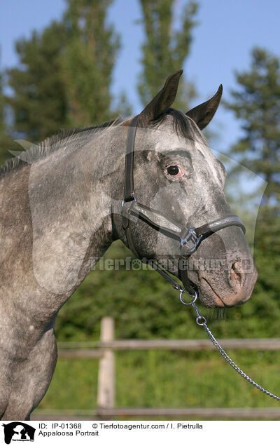 Appaloosa Portrait / Appaloosa Portrait / IP-01368