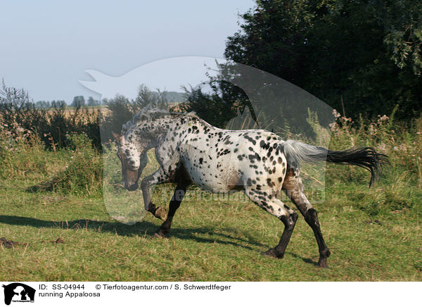 running Appaloosa / SS-04944