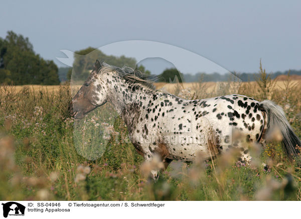 trabender Appaloosa / trotting Appaloosa / SS-04946