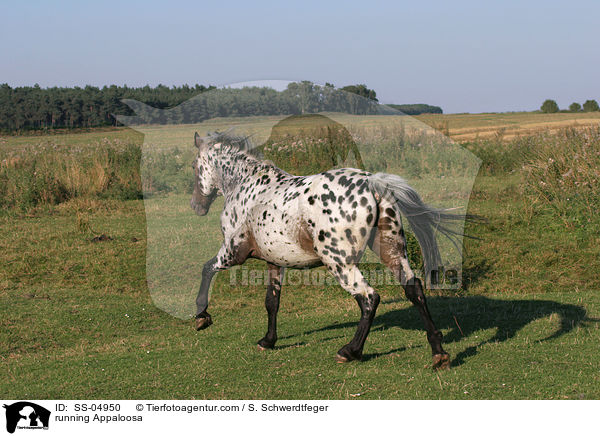 rennender Appaloosa / running Appaloosa / SS-04950