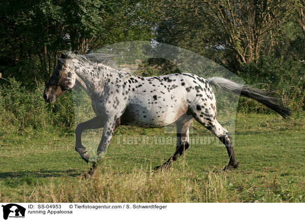 rennender Appaloosa / running Appaloosa / SS-04953