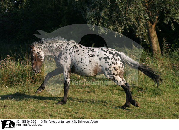 rennender Appaloosa / running Appaloosa / SS-04955