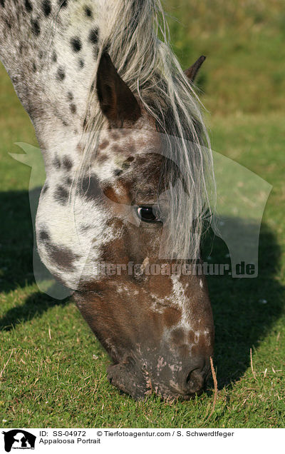 Appaloosa Portrait / Appaloosa Portrait / SS-04972