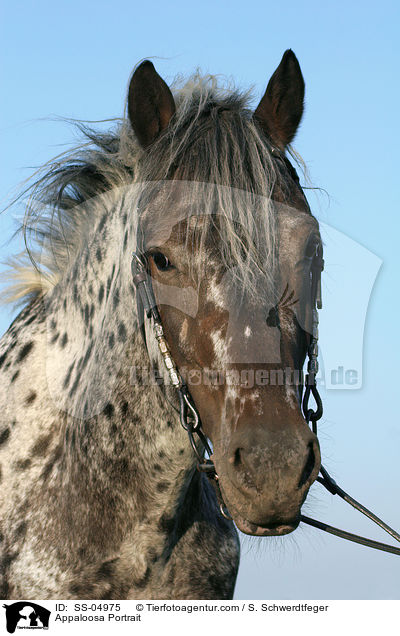 Appaloosa Portrait / SS-04975