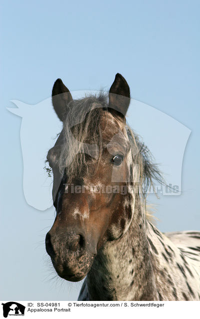 Appaloosa Portrait / Appaloosa Portrait / SS-04981