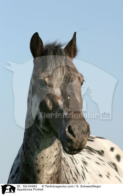 Appaloosa Portrait / SS-04982