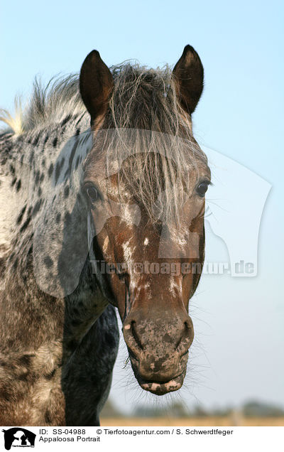 Appaloosa Portrait / Appaloosa Portrait / SS-04988