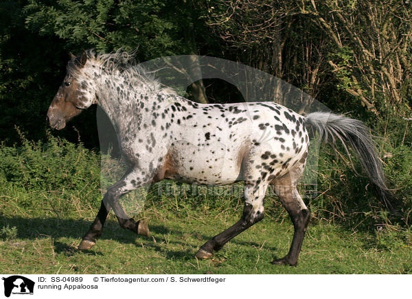 rennender Appaloosa / running Appaloosa / SS-04989