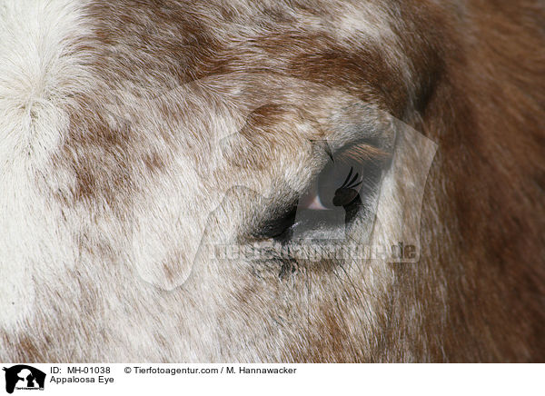 Appaloosa Auge / Appaloosa Eye / MH-01038