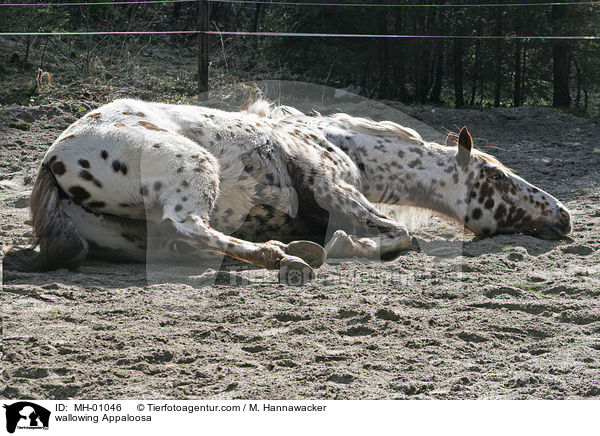 wallowing Appaloosa / MH-01046