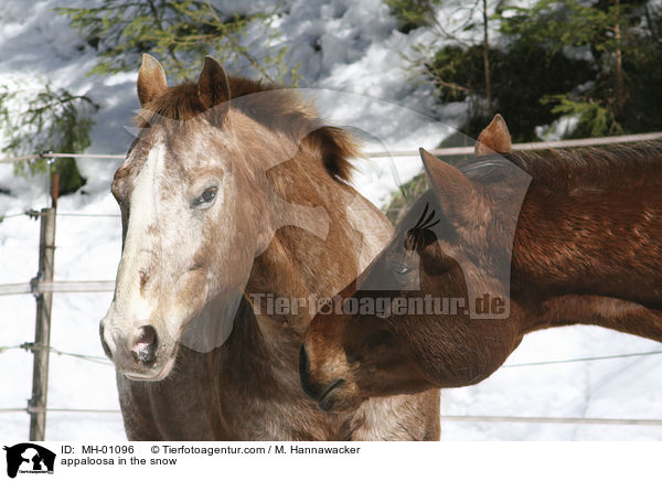 appaloosa in the snow / MH-01096