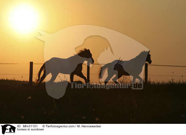 Pferde im Sonnenuntergang / horses in sundown / MH-01101