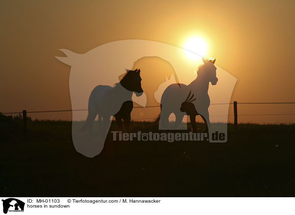 Pferde im Sonnenuntergang / horses in sundown / MH-01103