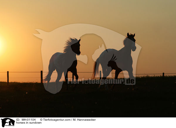 Pferde im Sonnenuntergang / horses in sundown / MH-01104