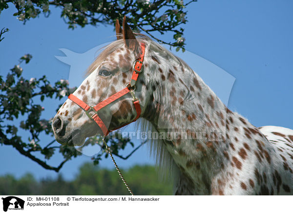 Appaloosa Portrait / MH-01108