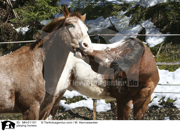 spielende Appaloosas / playing horses / MH-01191