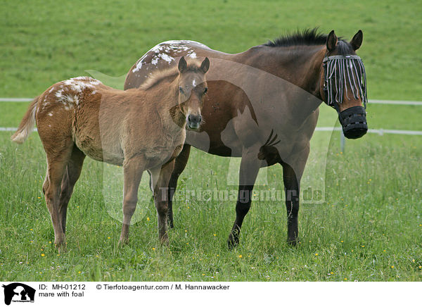 mare with foal / MH-01212