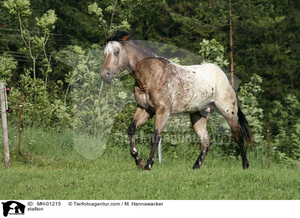 stallion / MH-01215