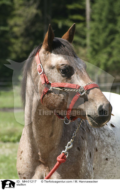 Appaloosa Hengst / stallion / MH-01217