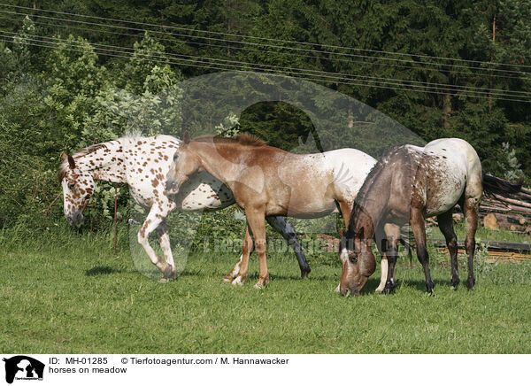 Pferde auf der Weide / horses on meadow / MH-01285