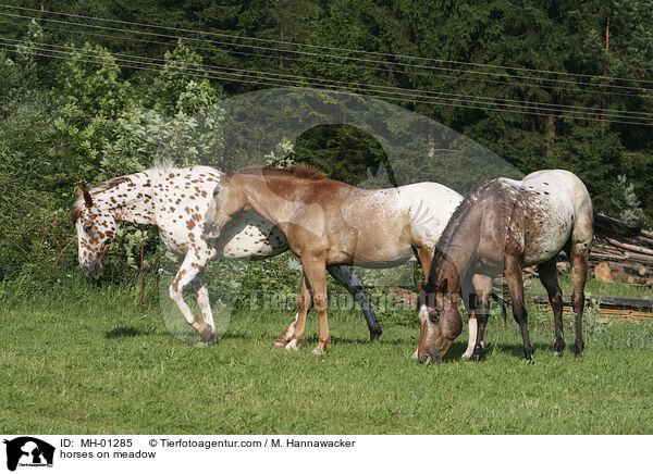 horses on meadow / MH-01285