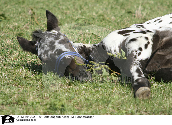 Appaloosa foal / MH-01292